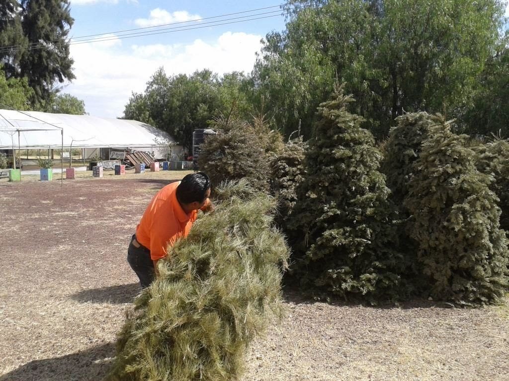 Da inició campaña para reciclar arbolitos de Navidad en Ixtapaluca