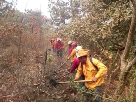 Trabaja Probosque en control de incendio forestal en Teopazul, Tlatlaya