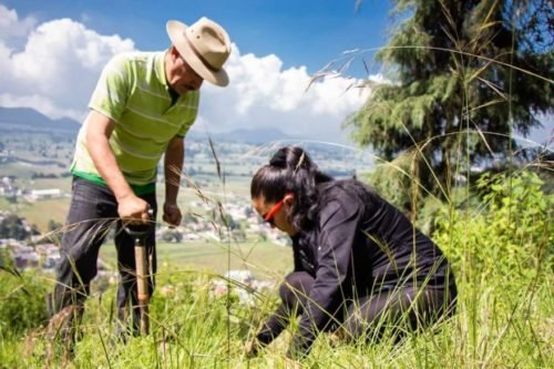 Sembrarán más de 25 mil árboles en Amecameca