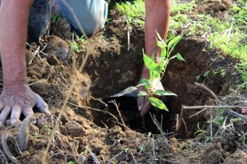 Reforestan Parque EcoturíStico Del Cerro Del Elefante