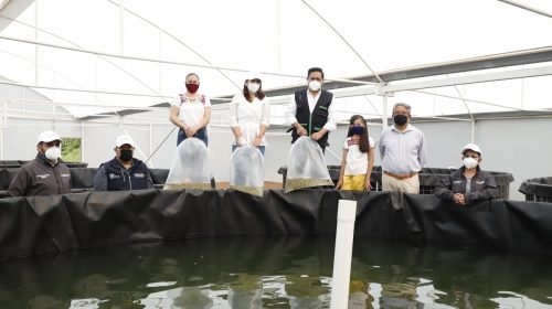 Arranca en #Amecameca siembra de crías de carpa y tilapia.