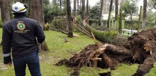 Fuertes vientos derribaron árboles y ramas en Atlautla