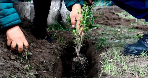 Plantan 500 árboles en las áreas verdes del  jardín municipal de Amecameca