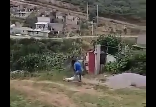 Investigan muerte de la perrita Masha presuntamente a manos de un hombre en Ixtapaluca
