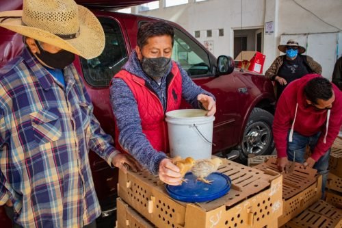 Entregan en Atlautla ganado avícola