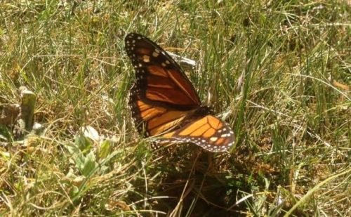 Protegen a mariposa monarca en Atlautla y cierran acceso a Joya Redonda