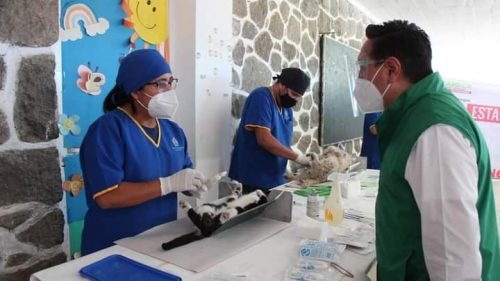 En Amecameca suman ya 400 esterilizaciones gratuitas caninas y felinas