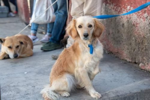 Realizan campaña gratuita de esterilización para animales en comunas de Chalco