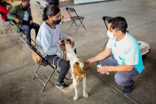 Más de 200 esterilizaciones caninas y felinas  se realizaron en Atlautla