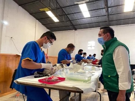 Realizan 6ta jornada de esterilización canina y felina en Amecameca