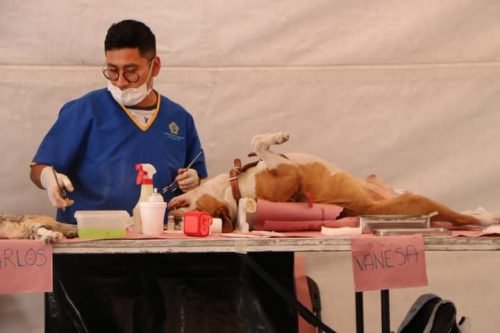 Realizan la 11va campaña de esterilización canina y felina en Tlalmanalco