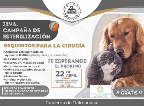 Este miércoles realizarán la 12va Jornada de Esterilización Canina y Felina en Tlalmanalco