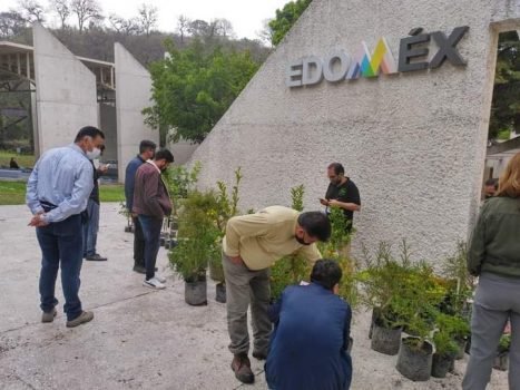 Centro Regional de Cultura de Nepantla realiza su primera exposición de bonsáis