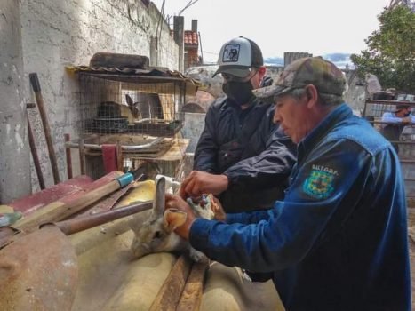 Vacunan en Chalco a conejos de enfermedad hemorrágica