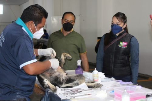 Jornada de Esterilización Canina y Felina concluye con éxito en Amecameca