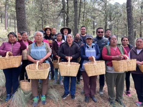 Alcaldesa de Amecameca recorre el bosque con recolectoras de hongo silvestre